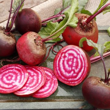 Punajuurikas (raitajuurikas) Chioggia