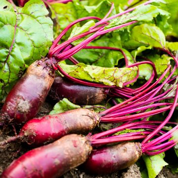 Punajuurikas Forono luomu - Beta vulgaris