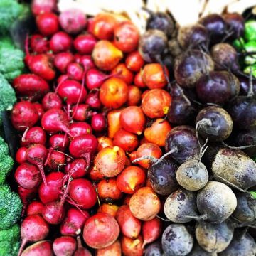 Punajuurikas Rainbow Beet