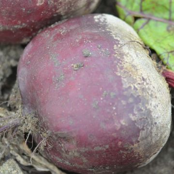 Punajuuri Wodan F1