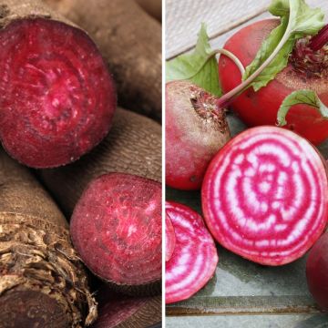 Punajuurikas Crapaudine, Chioggia luomu - Ferme de Sainte Marthe
