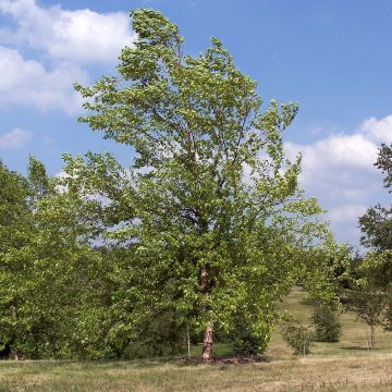 Mustakoivu - Betula nigra