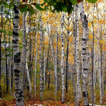 Paperikoivu - Betula papyrifera