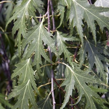 Rauduskoivu Crispa