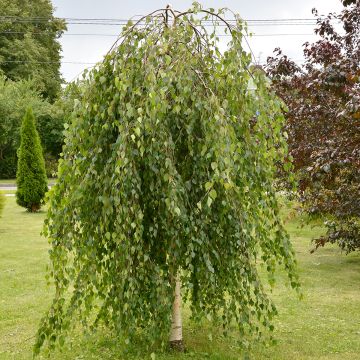 Rauduskoivu Long Trunk