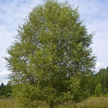 Hieskoivu - Betula pubescens