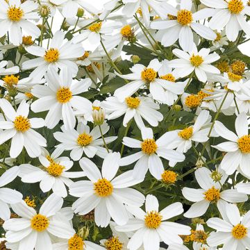Rusoki Bee White