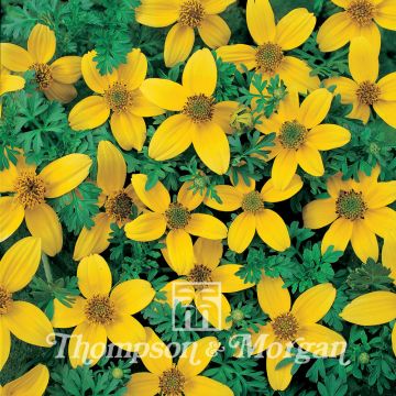 Amppelirusokki Golden Eye (siemenet)