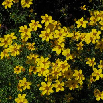 Amppelirusokki Yellow Charm