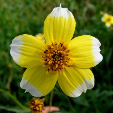 Rusoki Halney's Lemon Drop