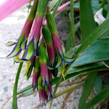 Nuokkupapinkaura - Billbergia nutans