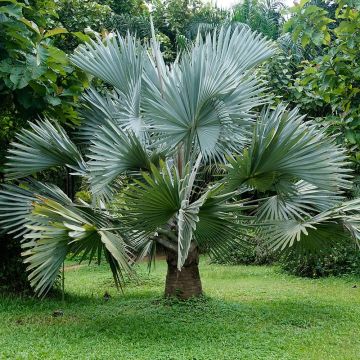 Kanslerinpalmu - Bismarckia nobilis