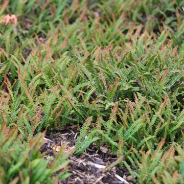 Etelänkampasaniainen - Blechnum penna-marina