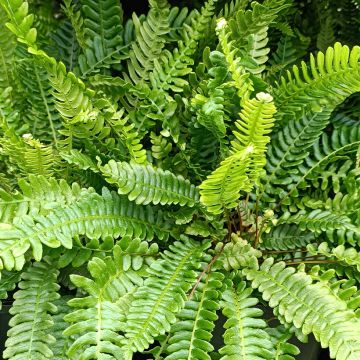 Kampasaniainen - Blechnum spicant
