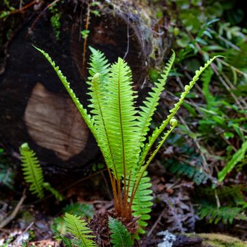 Kampasaniainen - Blechnum discolor