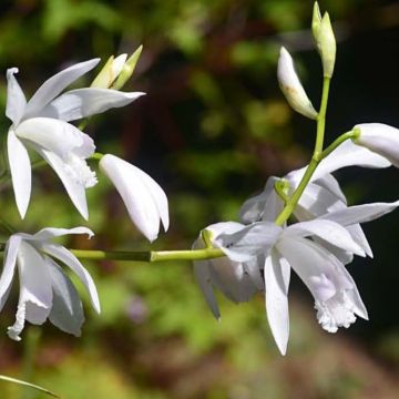 Mikadonkämmen Alba Variegata
