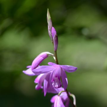 Mikadonkämmen - Bletilla striata