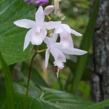 Mikadonkämmen f. gebina