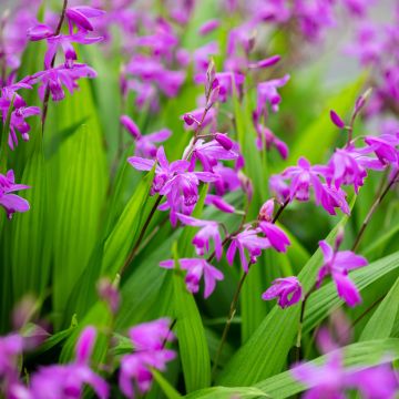 Mikadonkämmen Purple