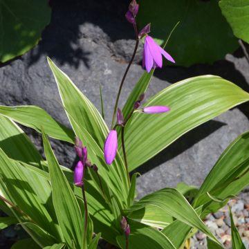 Mikadonkämmen Variegated
