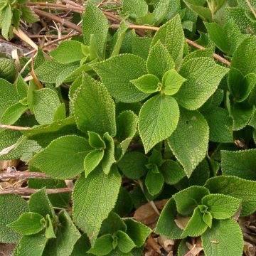 Rami - Boehmeria biloba