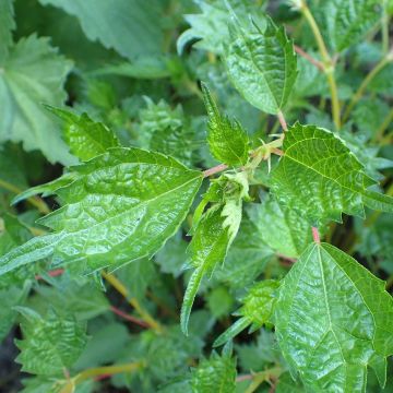 Rami - Boehmeria spicata