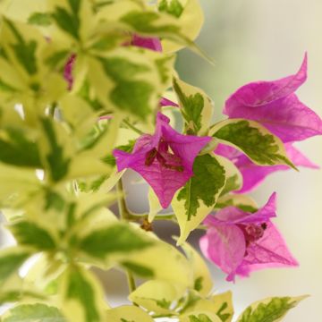 Kaljuihmeköynnös Variegata