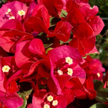 Ihmeköynnös punainen - Bougainvillea spectabilis