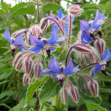 Purasruoho luomu - Borago officinalis