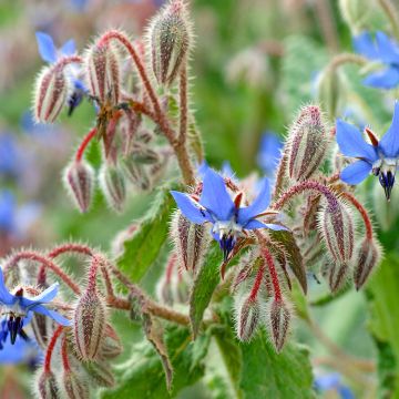 Purasruoho - Borago officinalis