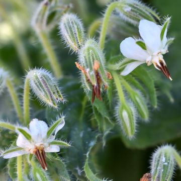 Purasruoho Alba