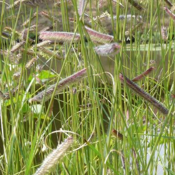 Mesquiteheinä - Bouteloua gracilis