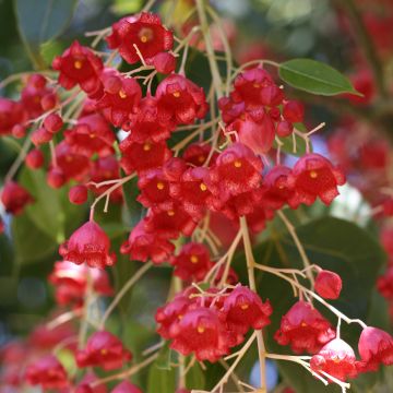 Tulipullopuu - Brachychiton acerifolius