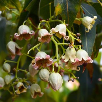 Poppelipullopuu - Brachychiton populneus