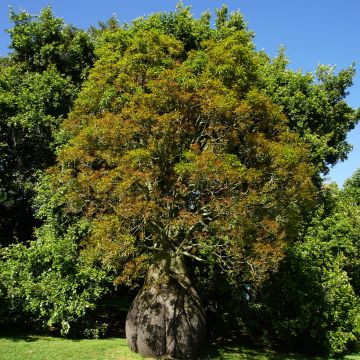 Kalliopullopuu - Brachychiton rupestris