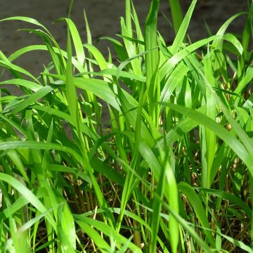 Varjoluste - Brachypodium sylvaticum