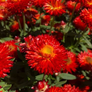 Bracteantha bracteata Heliana Scarlet