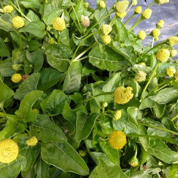 Tarhaparakrassi - Acmella oleracea