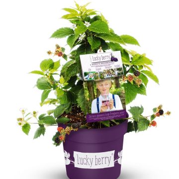 Tarhakarhunvatukka (karhunvadelma) Lucky Berry