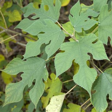 Paperimulperipuu - Broussonetia papyrifera