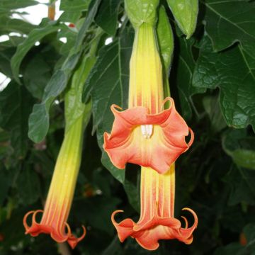 Veripasuuna - Brugmansia sanguinea
