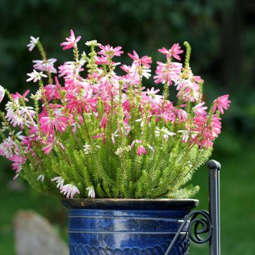 Kiehkurakellokanerva - Erica verticillata