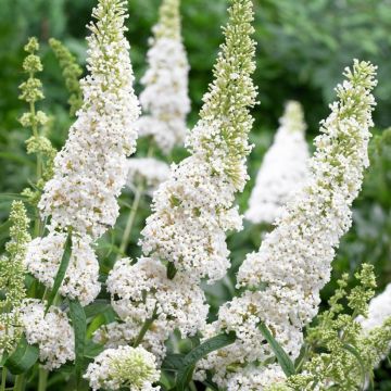 Syyssyrikkä Flower Tower White