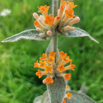 Syyssyrikkä Orange Sceptre