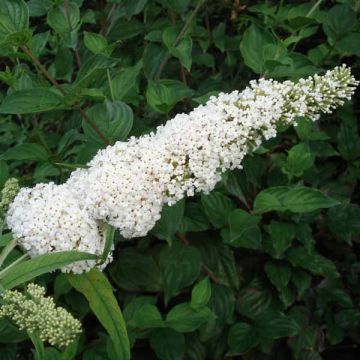 Syyssyrikkä White Profusion