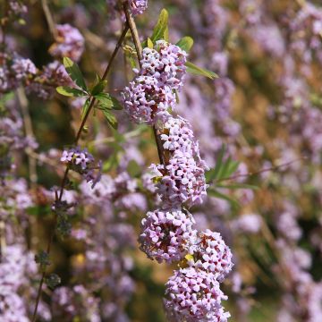Kesäsyrikkä - Buddleja alternifolia