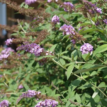Syyssyrikkä Nanho Purple