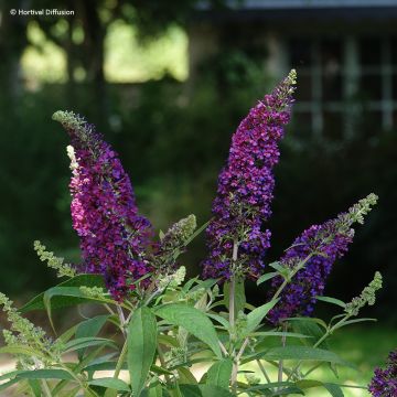 Syyssyrikkä Reve de Papillon Violet
