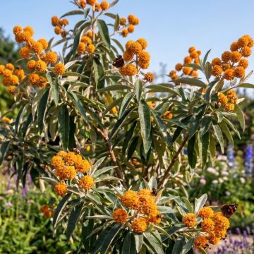 Buddleja megalocephala  -Syrikkä