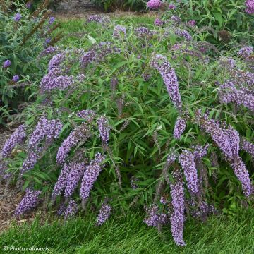 Syyssyrikkä Wisteria Lane